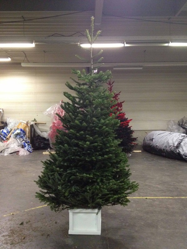 Installation luxueuse de sapin de Noël dans lieu premium